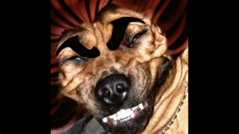 He is the primary antagonist of the entire Baki franchise. . Yujiro dog meme